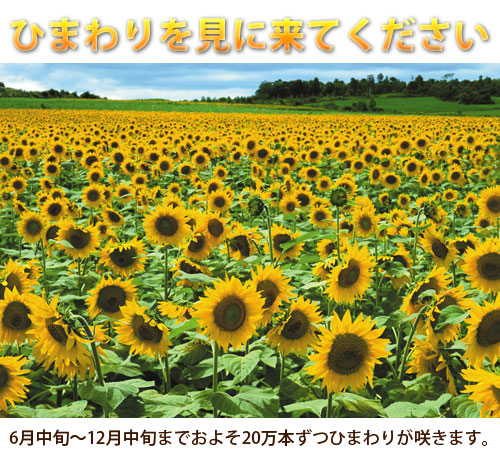 2009himawari