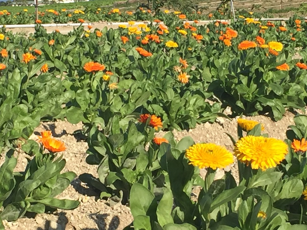 【公式】観光農園花ひろば （いちご狩り/ひまわり/松葉ボタンなどの花が楽しめる） » 菜の花 開花が遅れています いちごの花 キンセンカ