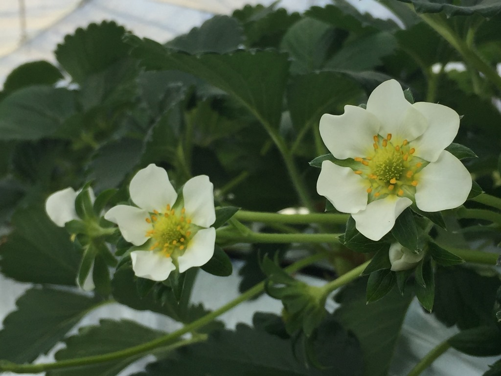 【公式】観光農園花ひろば （いちご狩り/ひまわり/松葉ボタンなどの花が楽しめる） » 菜の花 開花が遅れています いちごの花 キンセンカ