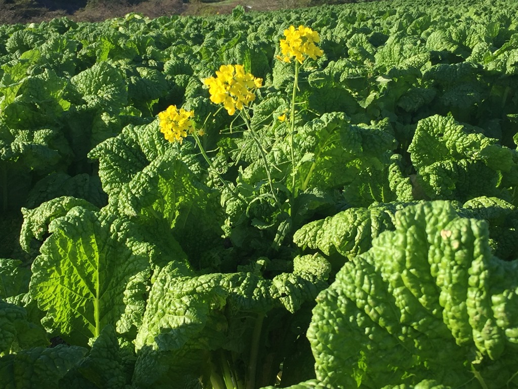 【公式】観光農園花ひろば （いちご狩り/ひまわり/松葉ボタンなどの花が楽しめる） » 菜の花 開花が遅れています いちごの花 キンセンカ