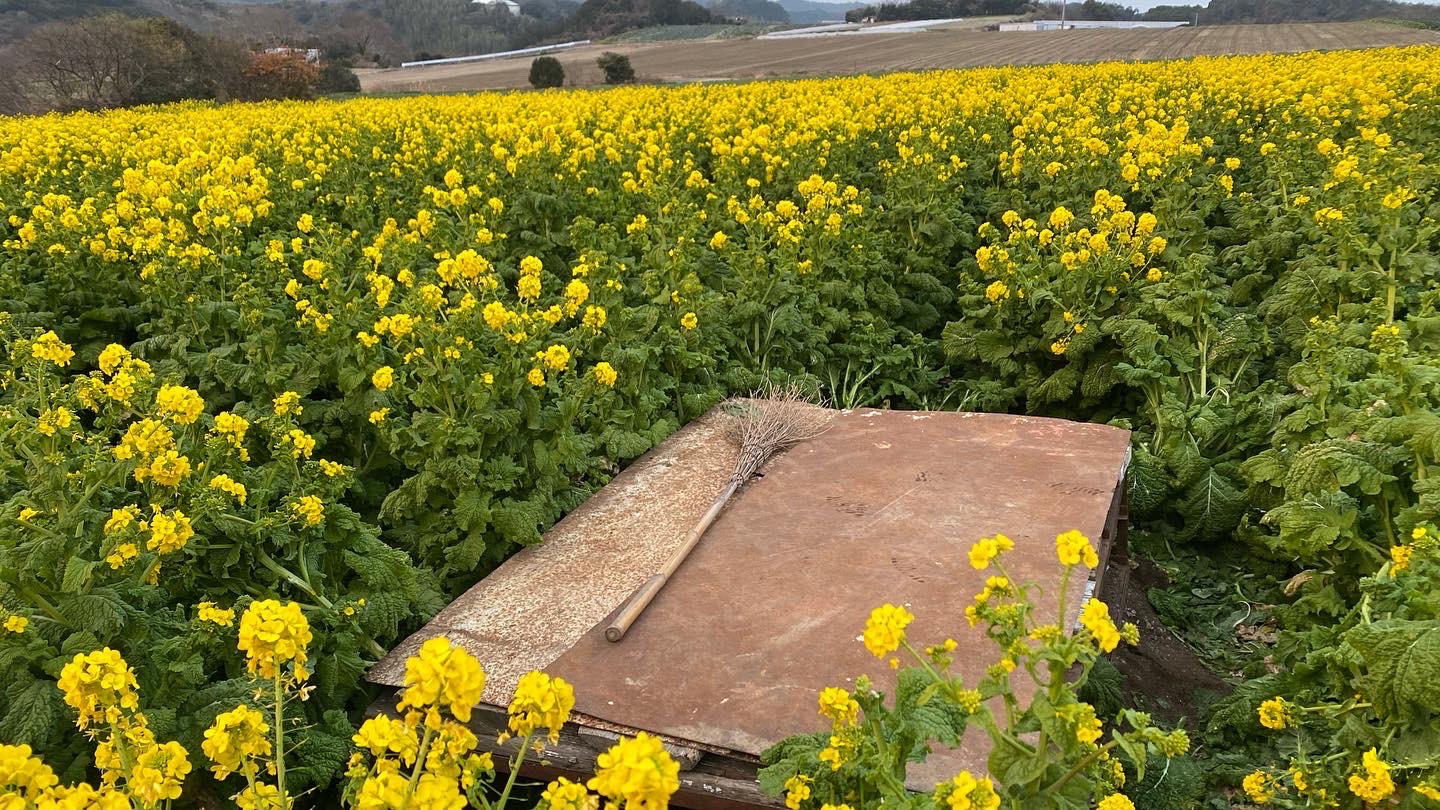 【公式】観光農園花ひろば （いちご狩り/ひまわり/松葉ボタンなどの花が楽しめる） » 空飛ぶ写真が撮れる場所がある「菜の花」の中で探せ！