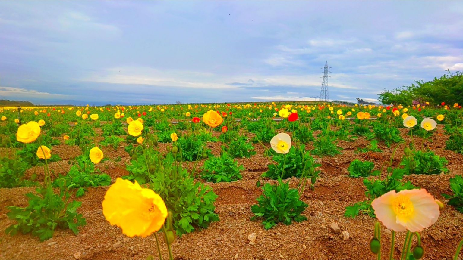 【公式】観光農園花ひろば （いちご狩り/ひまわり/松葉ボタンなどの花が楽しめる） » 春の花 ポピー キンセンカ 見頃です