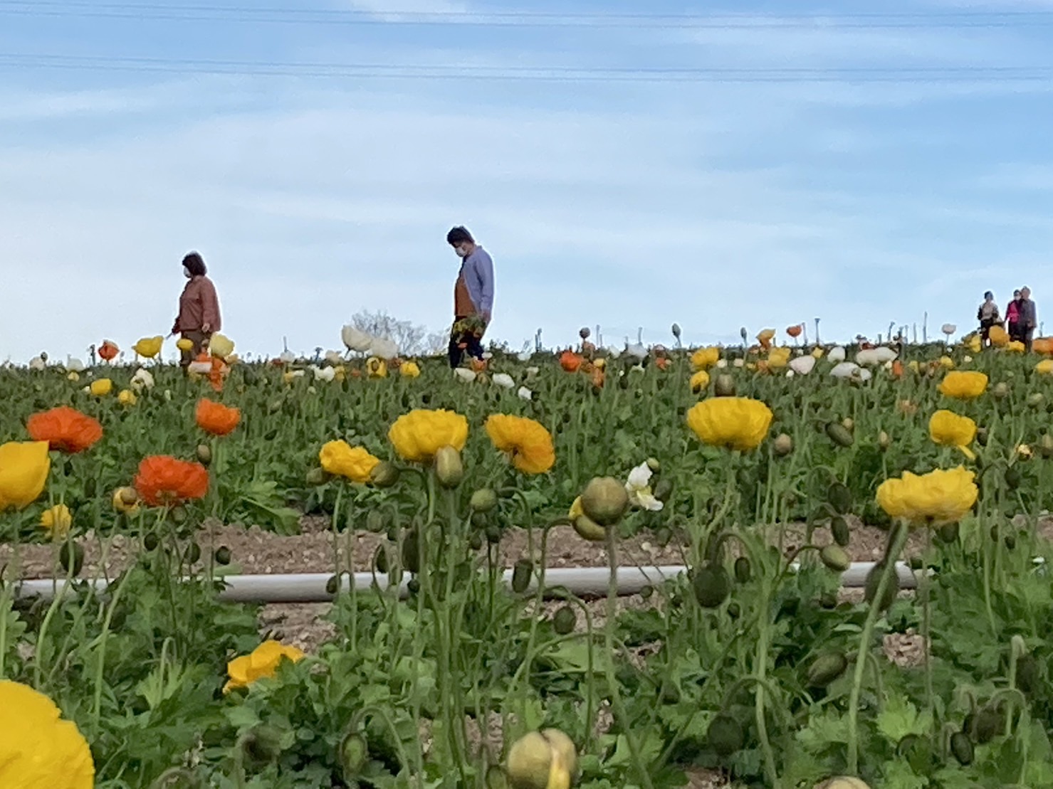 【公式】観光農園花ひろば （いちご狩り/ひまわり/松葉ボタンなどの花が楽しめる） » S__58646542
