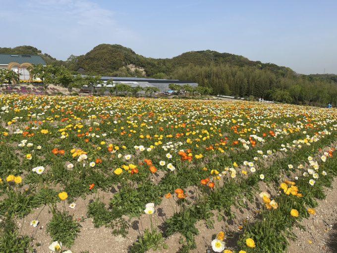 【公式】観光農園花ひろば （いちご狩り/ひまわり/松葉ボタンなどの花が楽しめる） » 小鳥のさえずりとポピーに癒されに来ませんか！