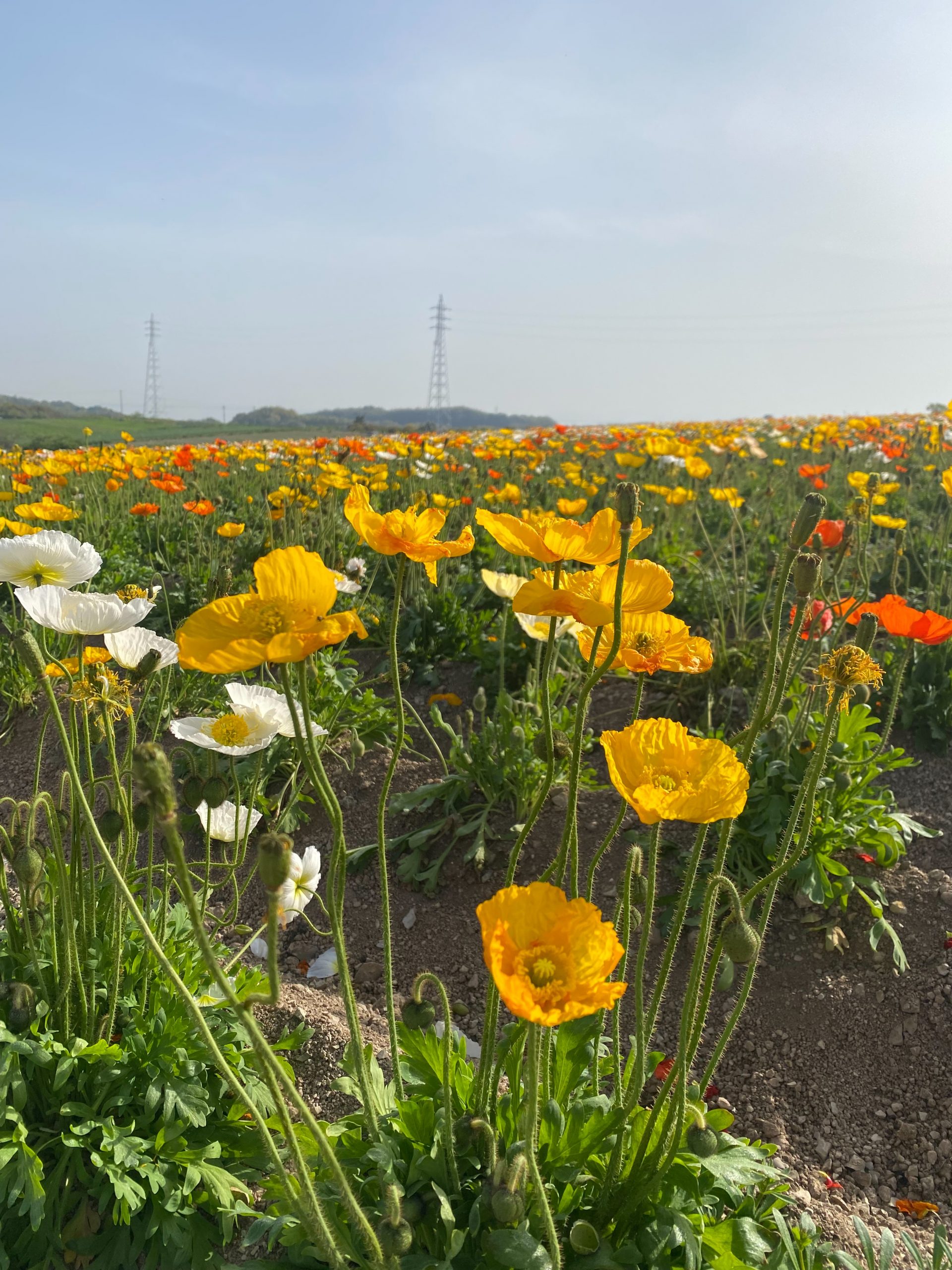 【公式】観光農園花ひろば （いちご狩り/ひまわり/松葉ボタンなどの花が楽しめる） » S__17637389