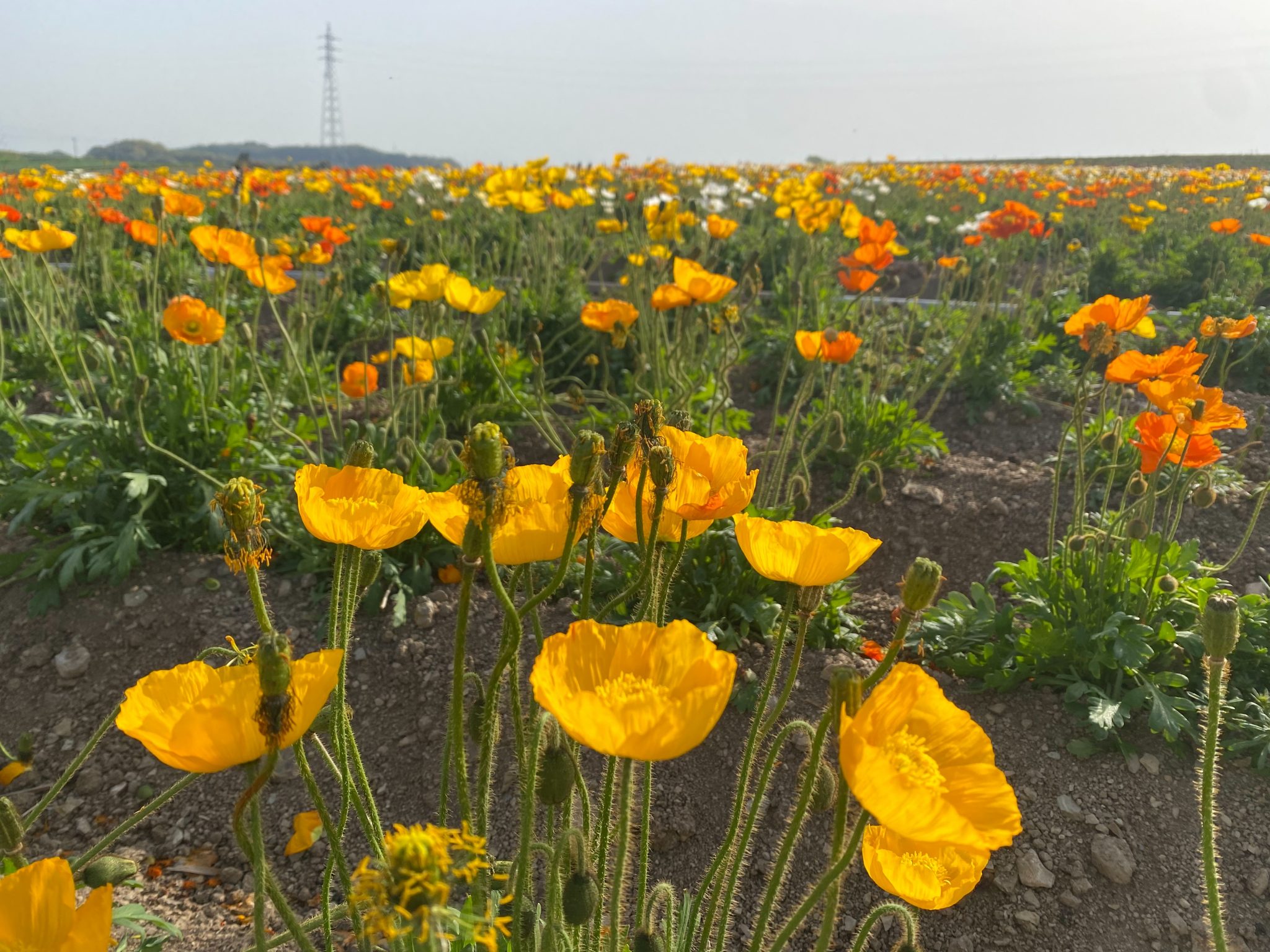 【公式】観光農園花ひろば (いちご狩り/ひまわり/松葉ボタンなどの花が楽しめる) » S__17637392