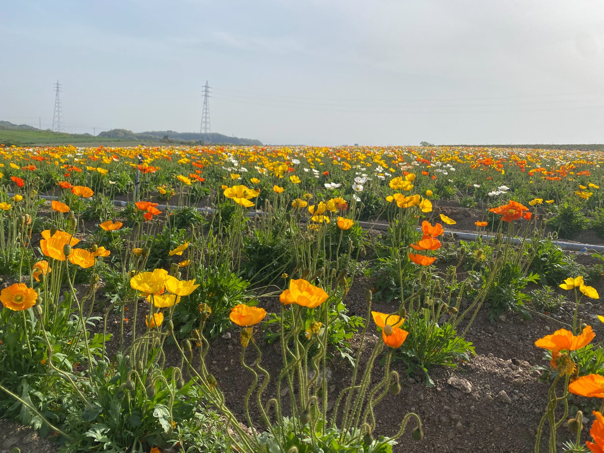 【公式】観光農園花ひろば （いちご狩り/ひまわり/松葉ボタンなどの花が楽しめる） » S__17637393