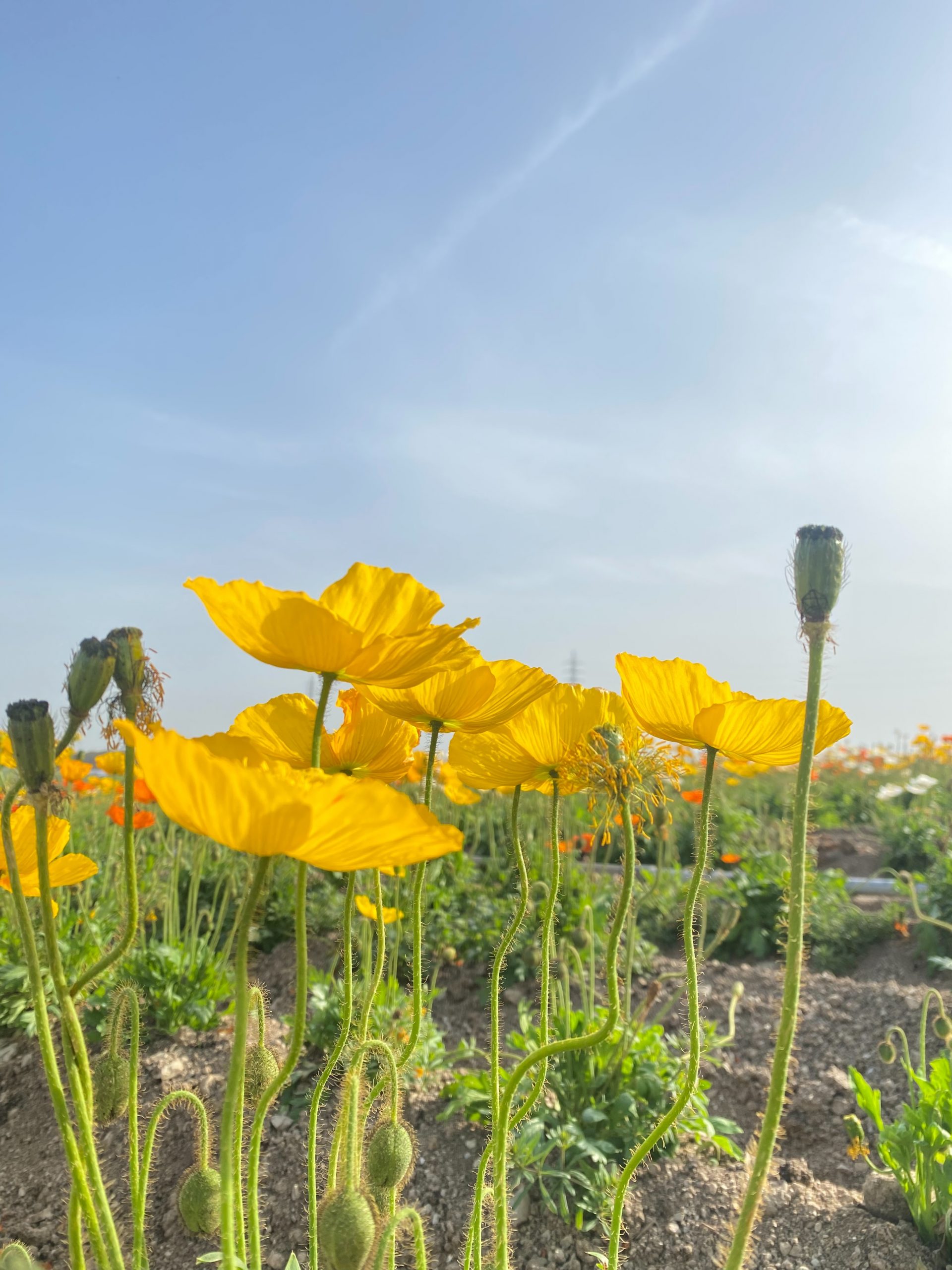 【公式】観光農園花ひろば （いちご狩り/ひまわり/松葉ボタンなどの花が楽しめる） » S__17637394