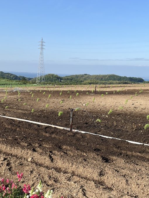 【公式】観光農園花ひろば （いちご狩り/ひまわり/松葉ボタンなどの花が楽しめる） » S__146751495