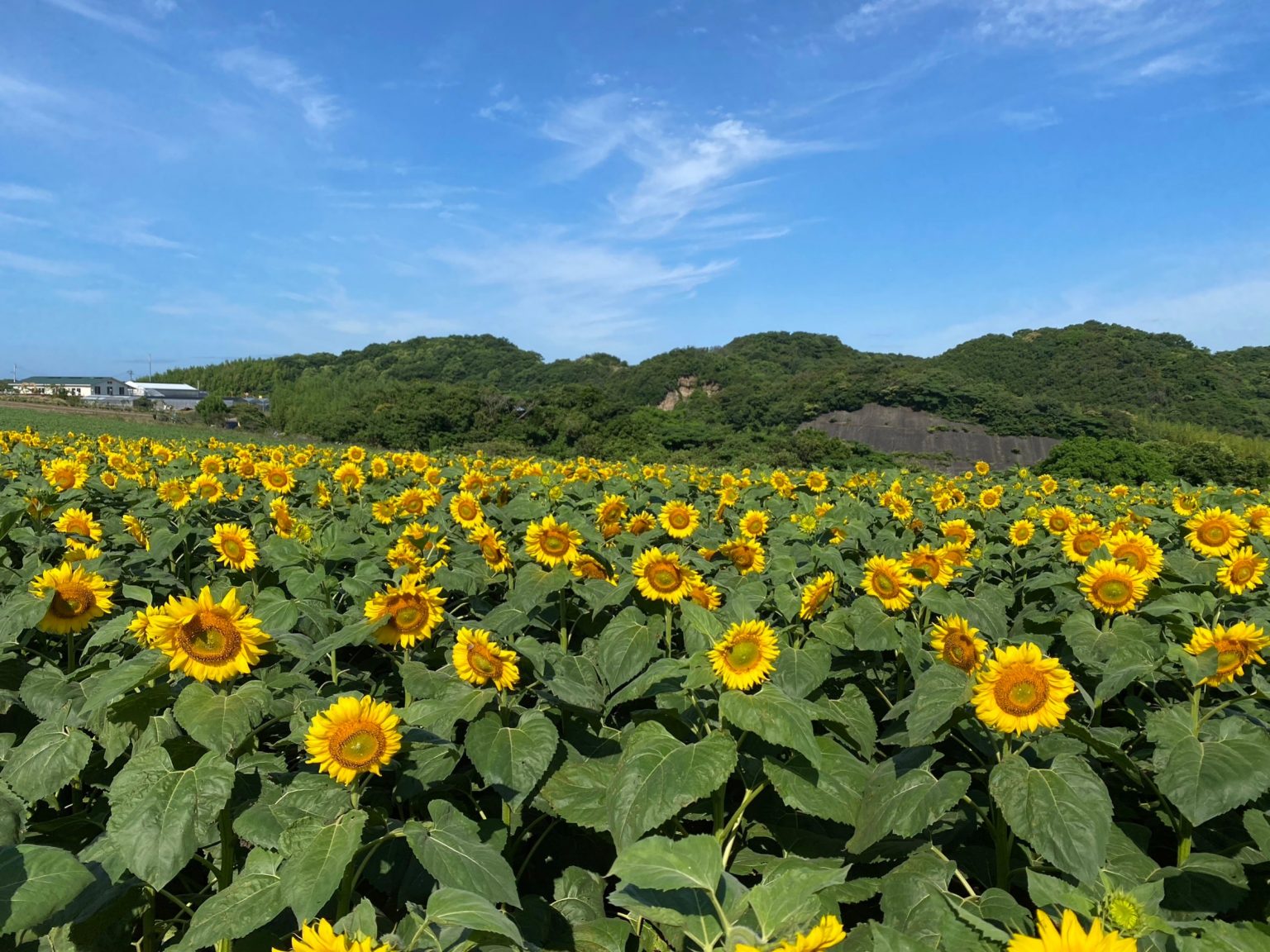 【公式】観光農園花ひろば (いちご狩り/ひまわり/松葉ボタンなどの花が楽しめる) » S__18636835