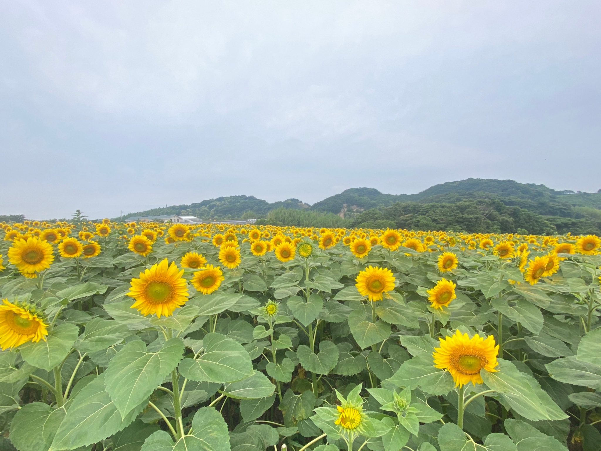 【公式】観光農園花ひろば （いちご狩り/ひまわり/松葉ボタンなどの花が楽しめる） » S__18718754