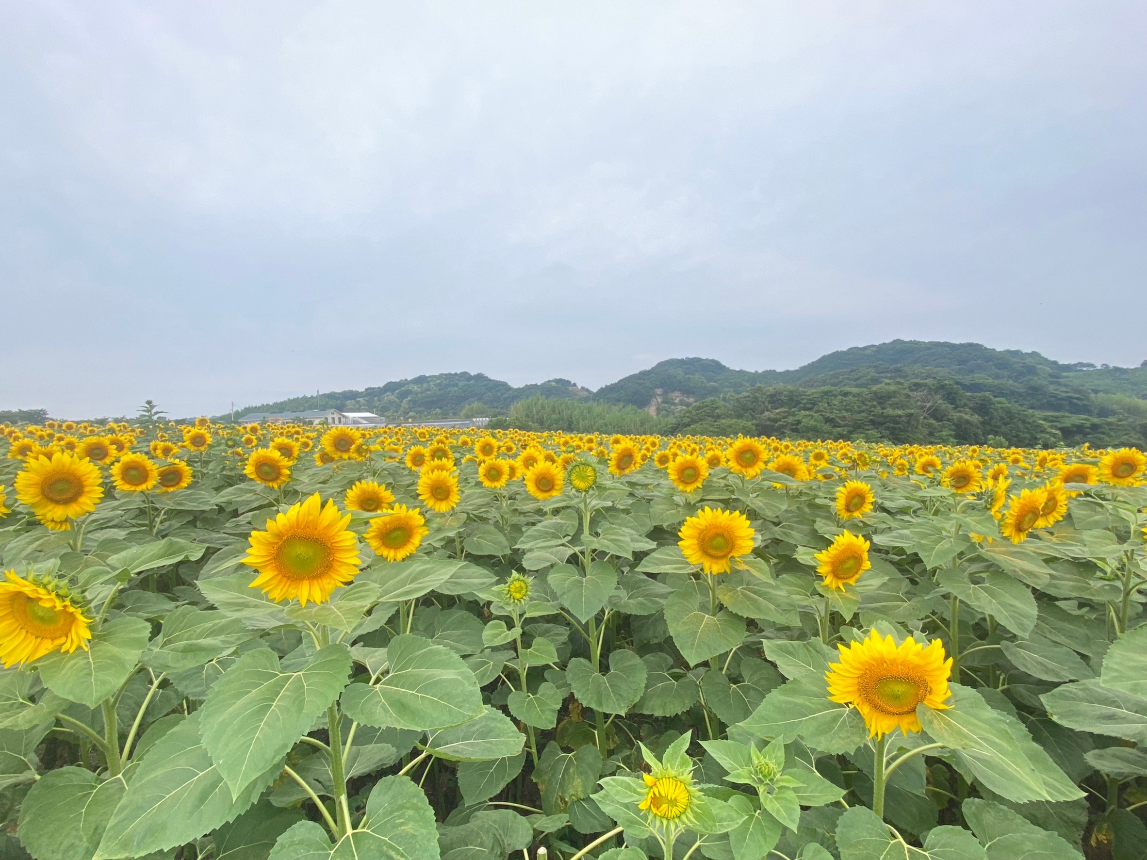 【公式】観光農園花ひろば (いちご狩り/ひまわり/松葉ボタンなどの花が楽しめる) » S__18718754