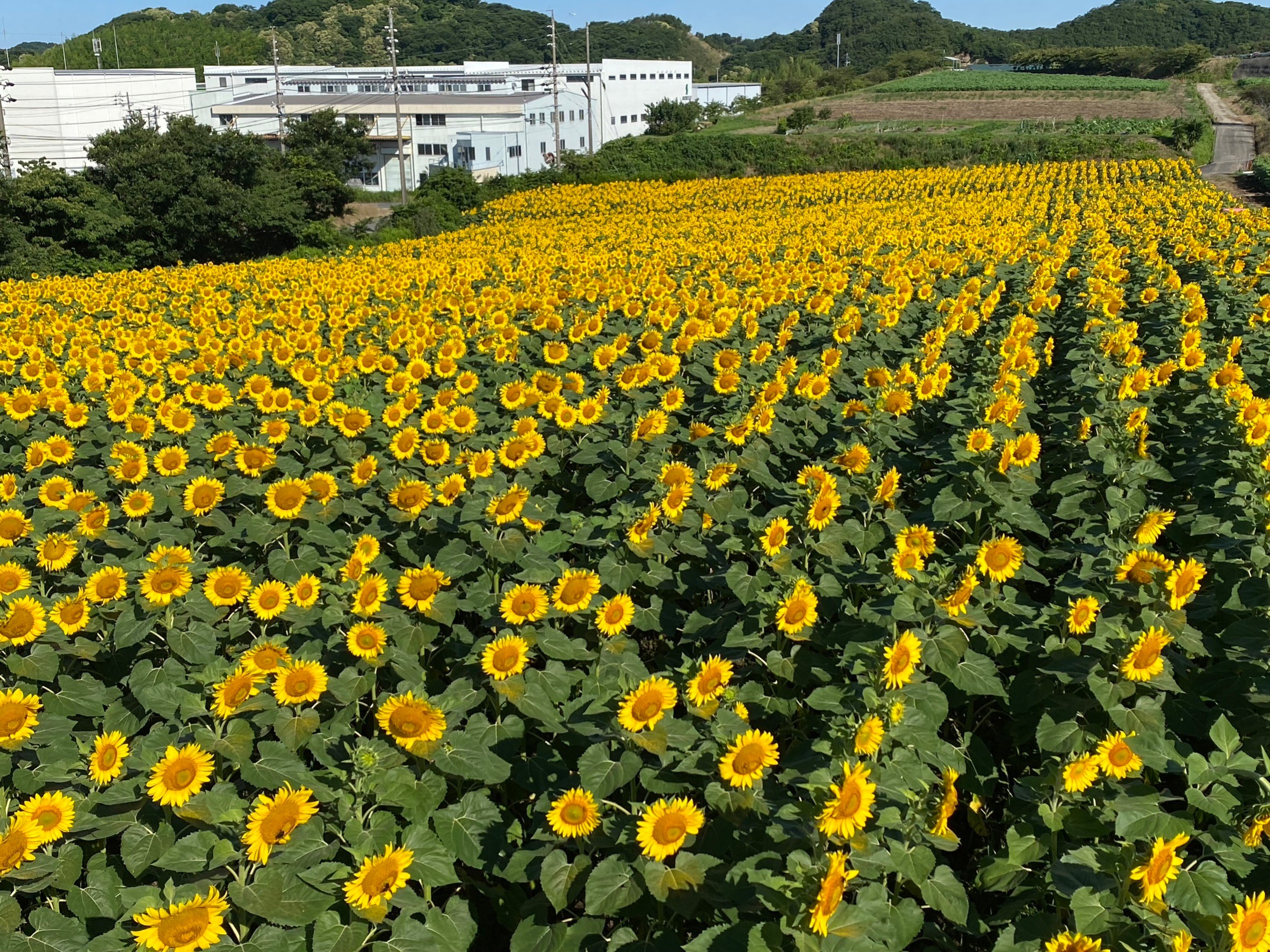 【公式】観光農園花ひろば (いちご狩り/ひまわり/松葉ボタンなどの花が楽しめる) » S__18792476