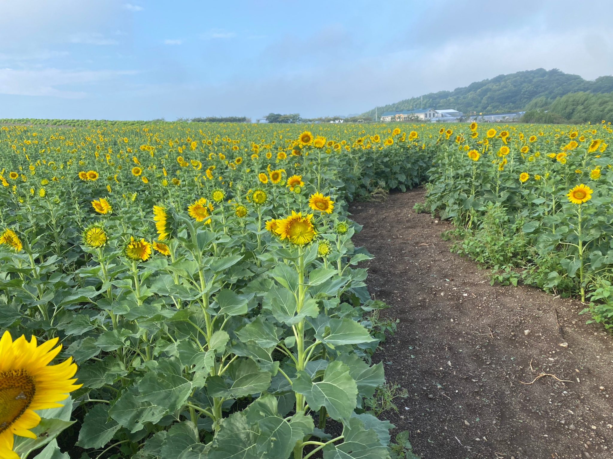 【公式】観光農園花ひろば （いちご狩り/ひまわり/松葉ボタンなどの花が楽しめる） » S__19537957_0