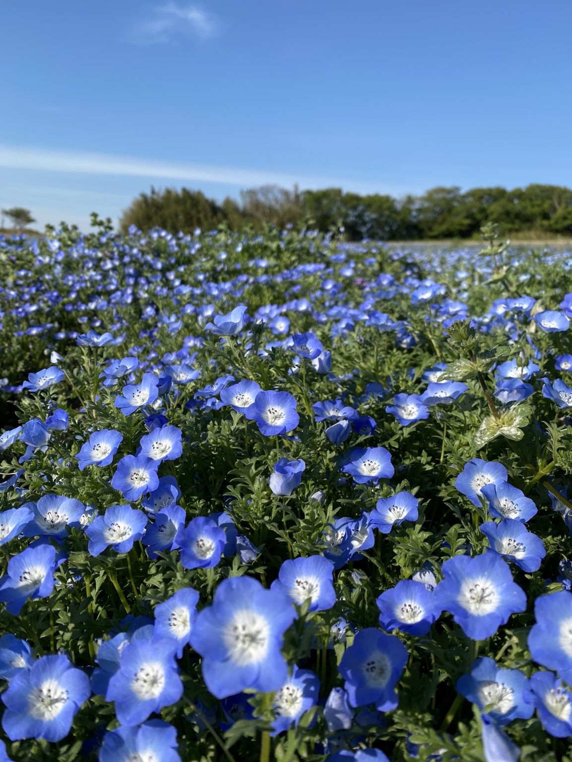【公式】観光農園花ひろば (いちご狩り/ひまわり/松葉ボタンなどの花が楽しめる) » S__11698183
