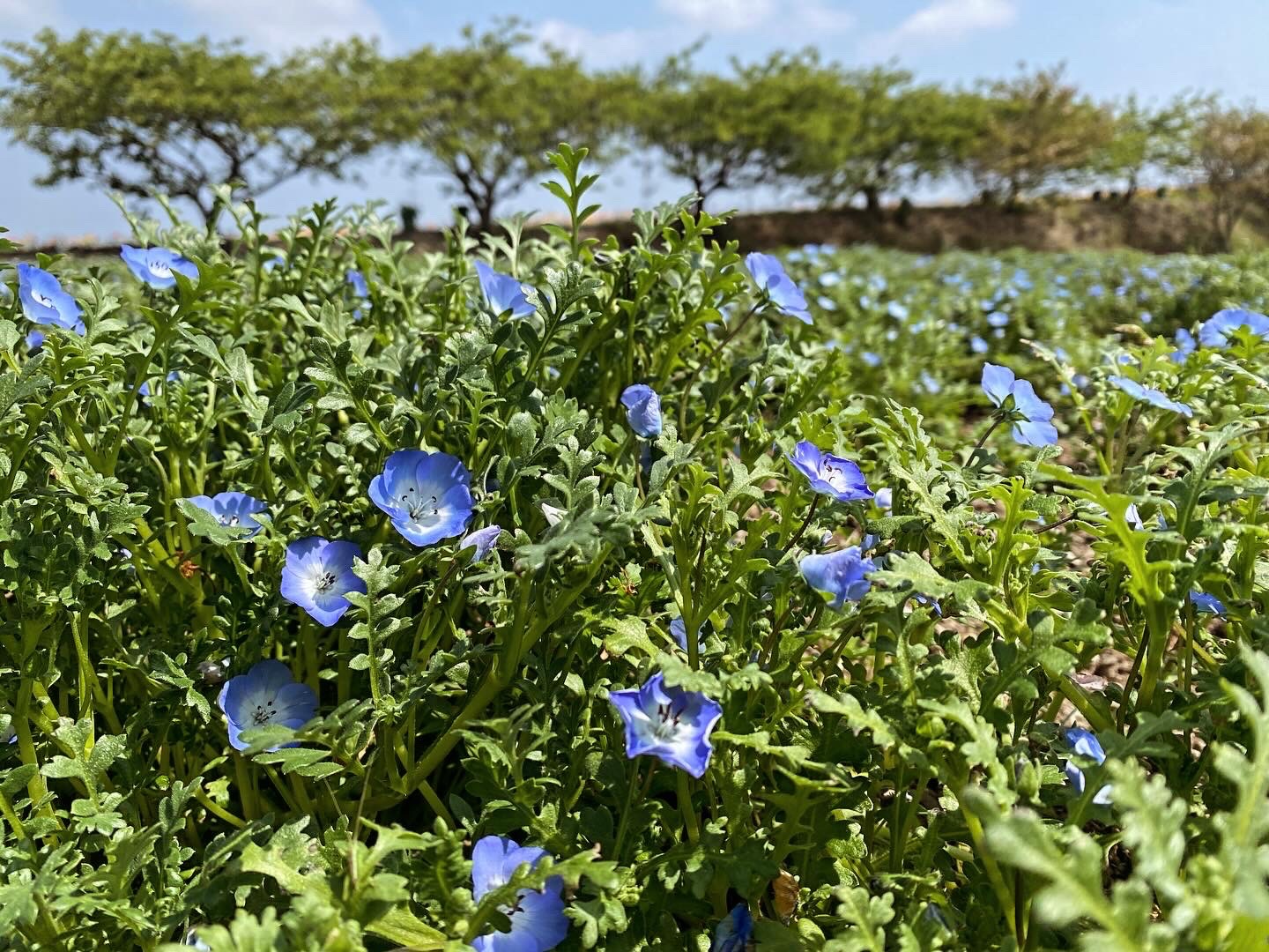【公式】観光農園花ひろば （いちご狩り/ひまわり/松葉ボタンなどの花が楽しめる） » ネモフィラが咲き始めてきました