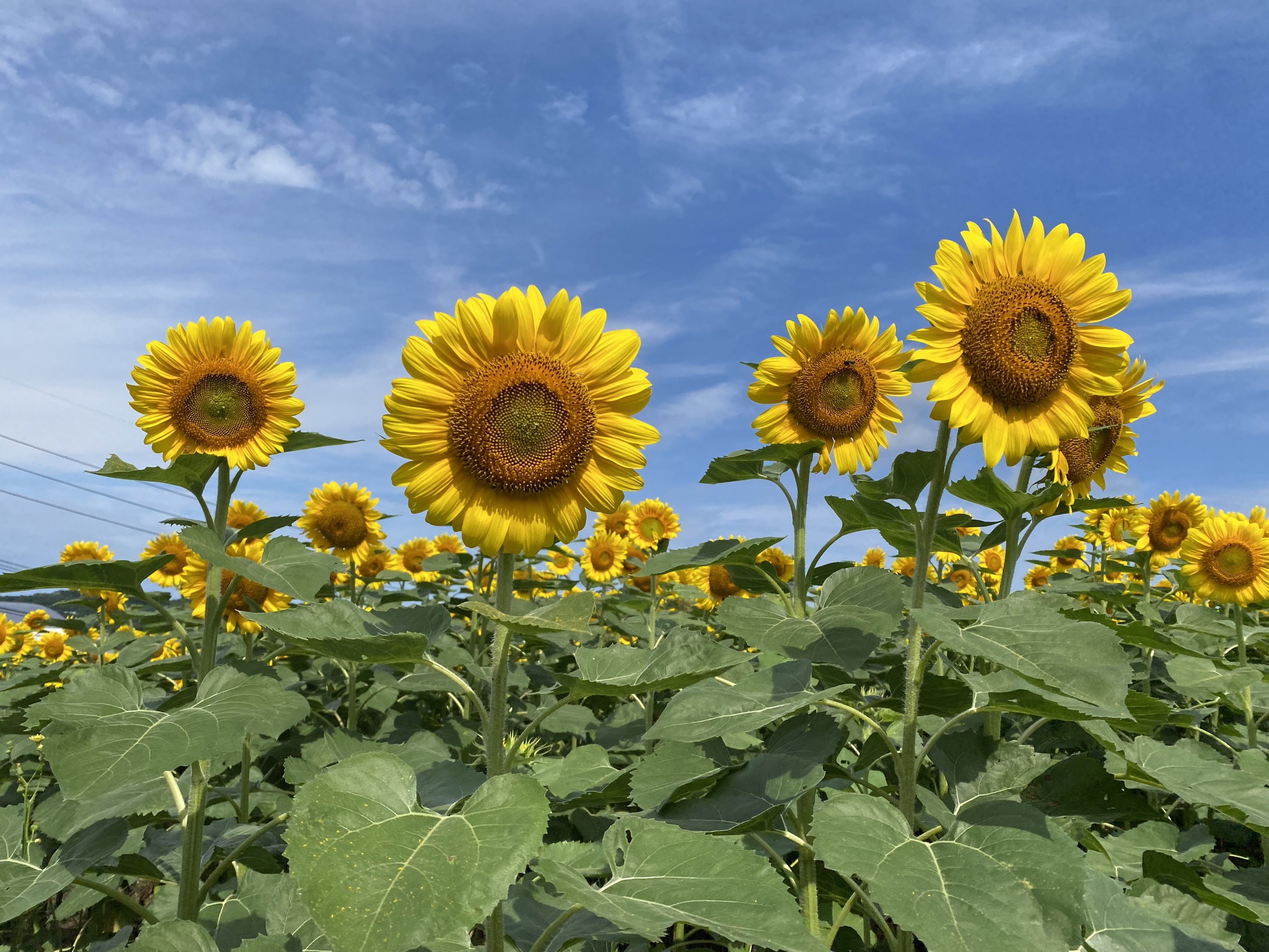 【公式】観光農園花ひろば (いちご狩り/ひまわり/松葉ボタンなどの花が楽しめる) » S__25518090_0
