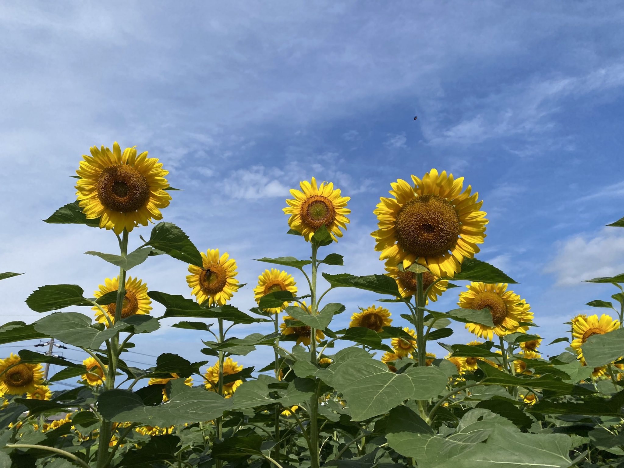 【公式】観光農園花ひろば （いちご狩り/ひまわり/松葉ボタンなどの花が楽しめる） » S__25518093_0