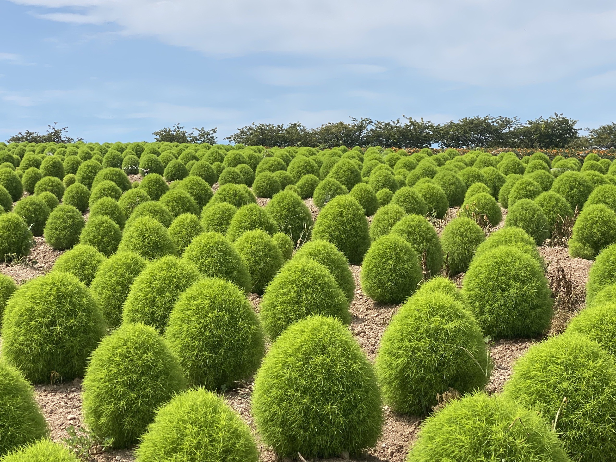 【公式】観光農園花ひろば (いちご狩り/ひまわり/松葉ボタンなどの花が楽しめる) » S__25772036_0